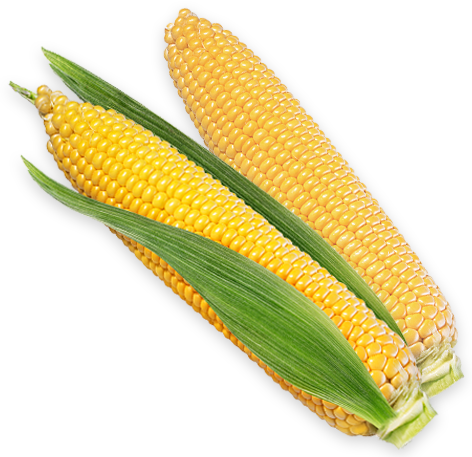 Corn