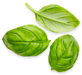 Leafs